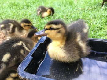 Restoration on the cards