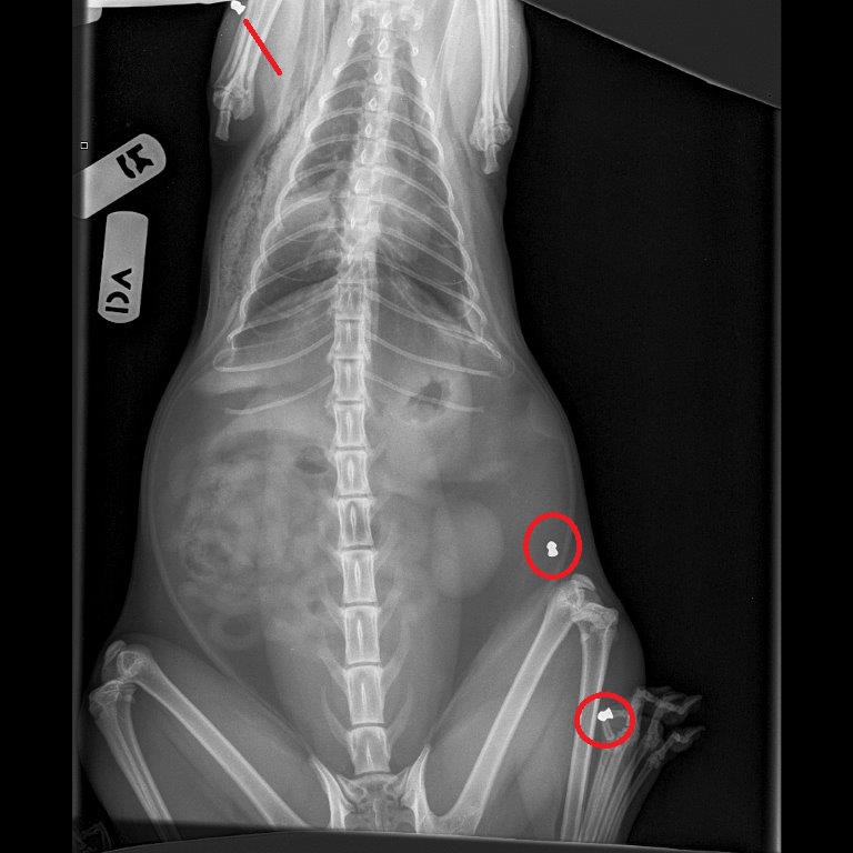 Search on for cat shooter