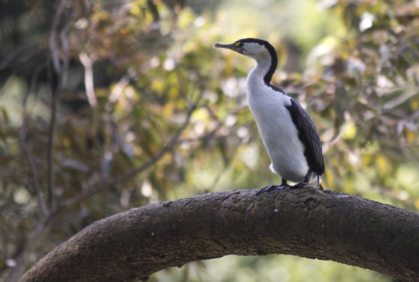 Pied shag colony in trouble