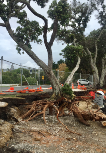 Community rallies in storm cleanup