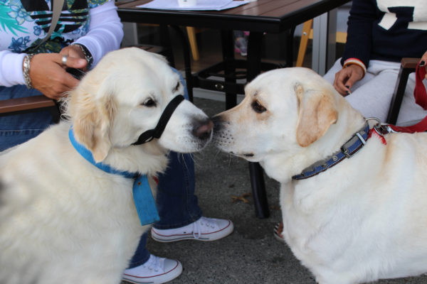 Yappy hours at local cafe