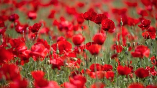 Remembering the fallen
