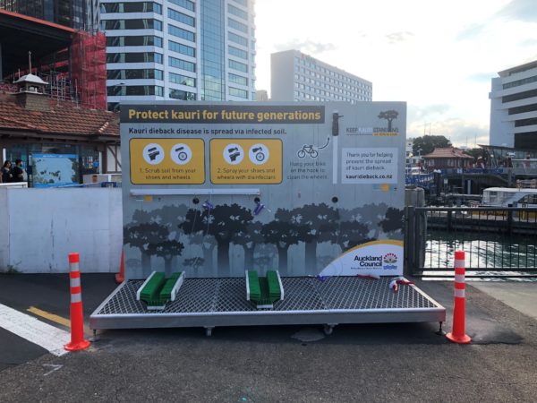 Forget the Christmas tree – remember the kauri this summer