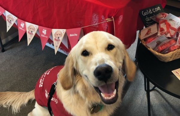 Guide dogs need you