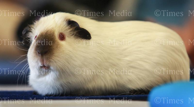 Pedigree guinea hot sale pigs