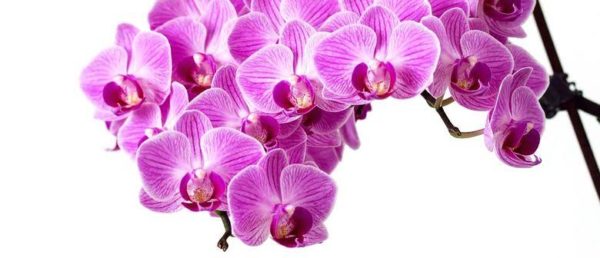 Orchid society show set to dazzle