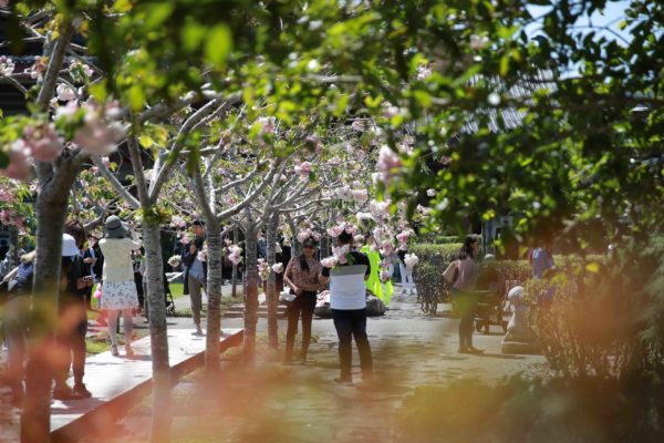 Huge crowd at Cherry Blossom Festival