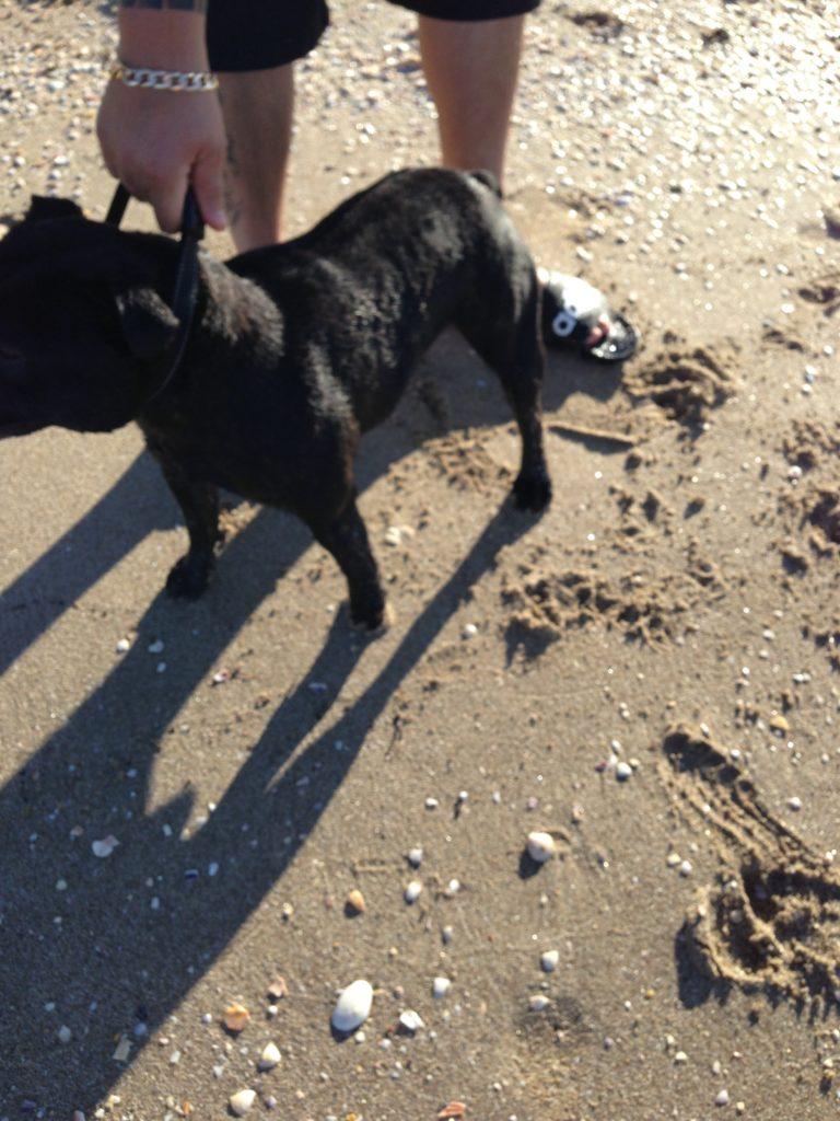 Dog bite: Child attacked on Eastern Beach