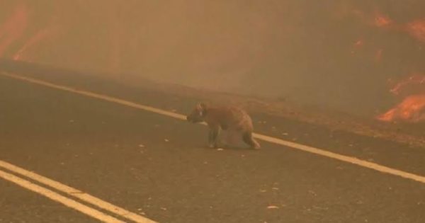 Donations for animals affected by bushfires