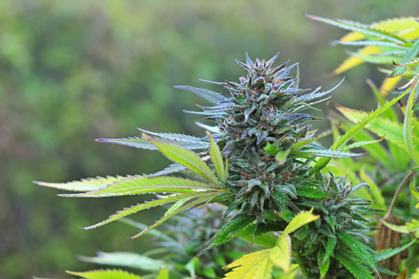 Referendum – yes for EOL choice; no for cannabis legislation
