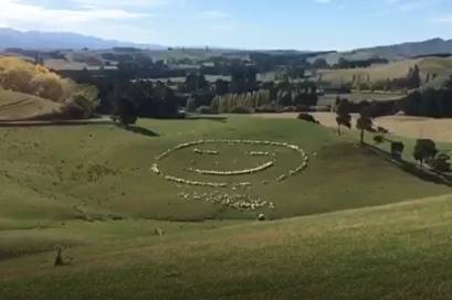 Meet the newest rural lockdown craze – Sheep Art!