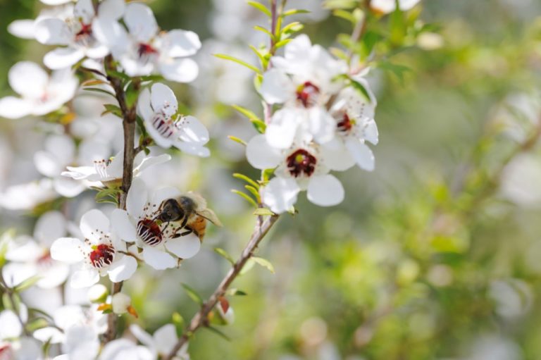 ‘Bee a Hero’ this September for Bee Aware Month