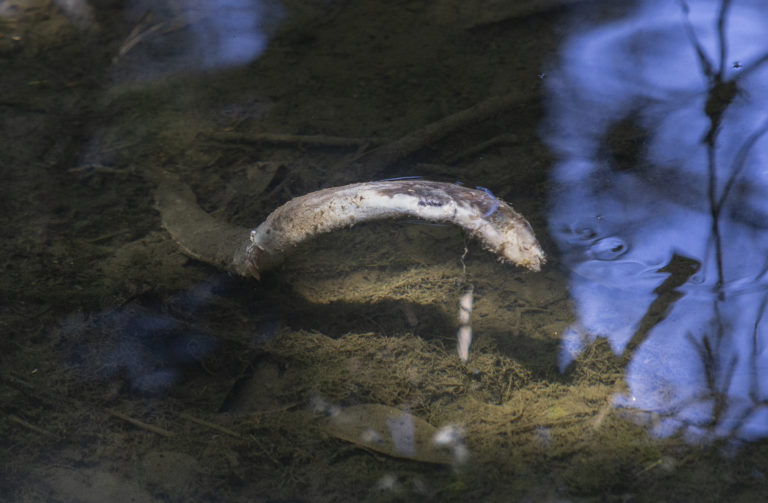 Dozens of eels found dead