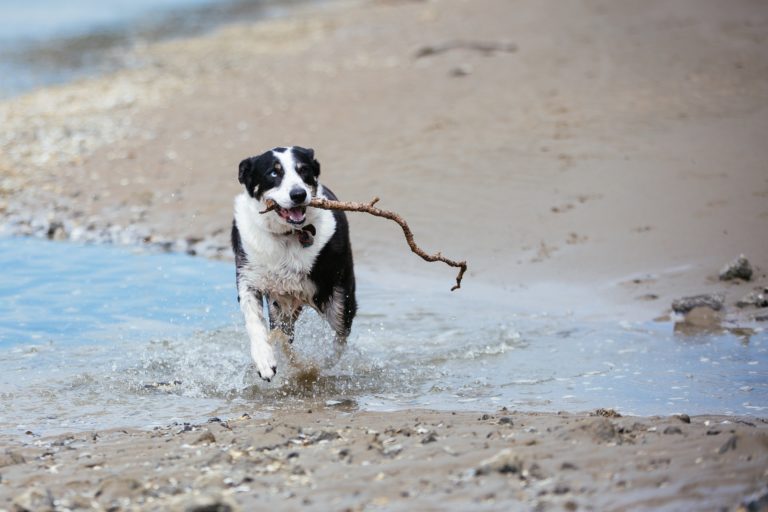 The popular pooch names in 2020