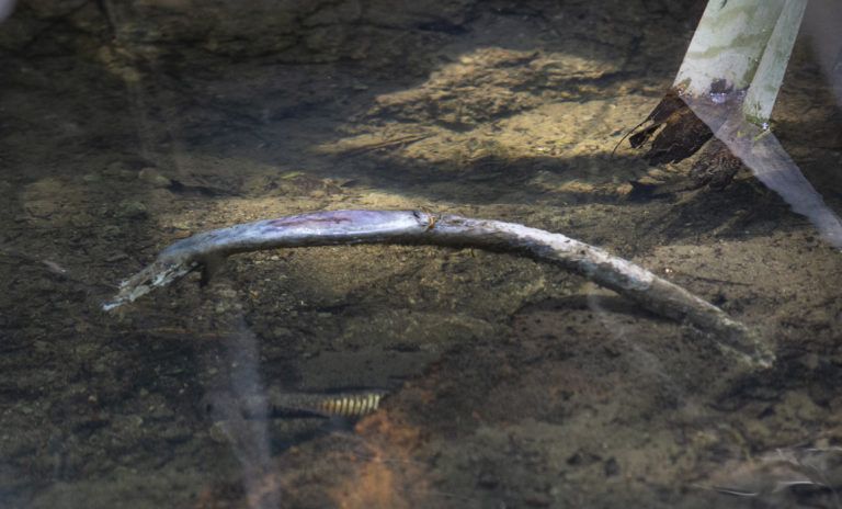Mystery surrounds eels’ death