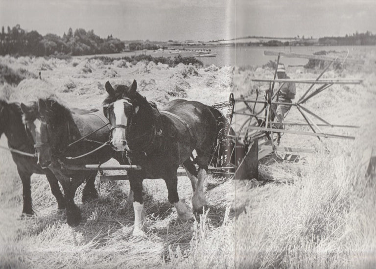 The last Pakuranga wheat harvest