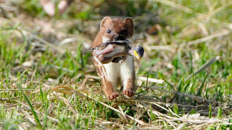 Stoats remain elusive on Motutapu