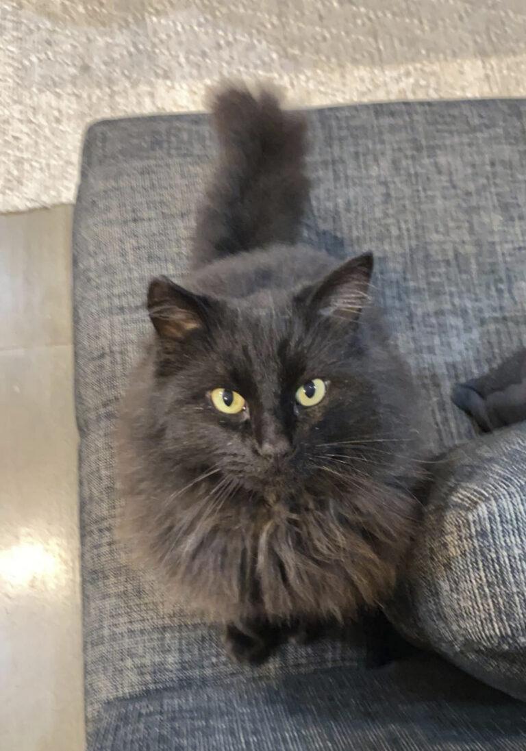 Missing cat’s triumphant return