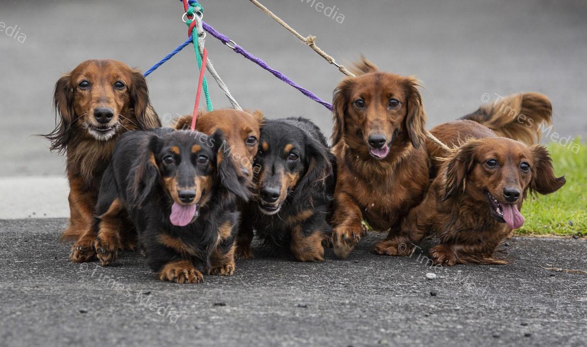 # Covid 19 # Delta # Lockdown #Howick #dachshund