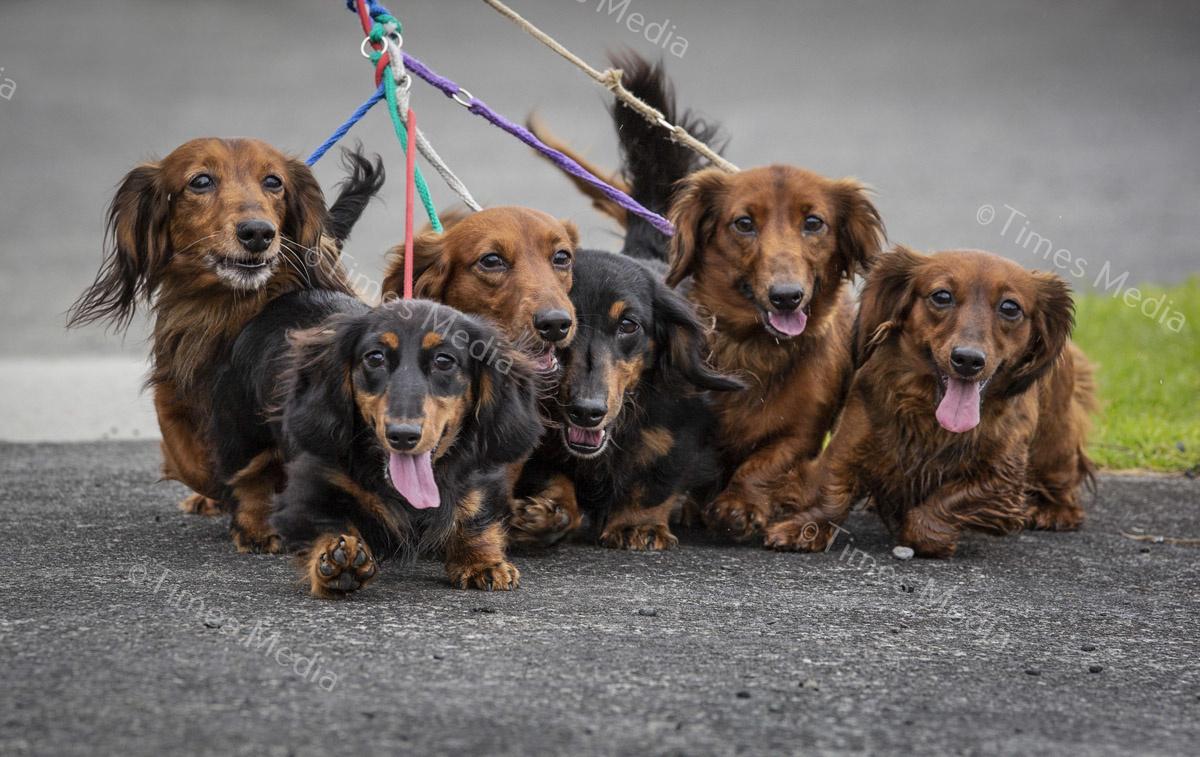 # Covid 19 # Delta # Lockdown #Howick #dachshund
