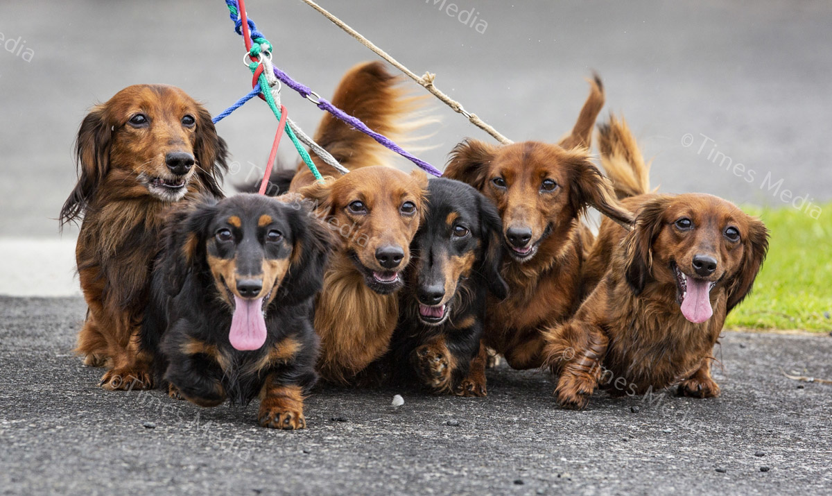 # Covid 19 # Delta # Lockdown #Howick #dachshund