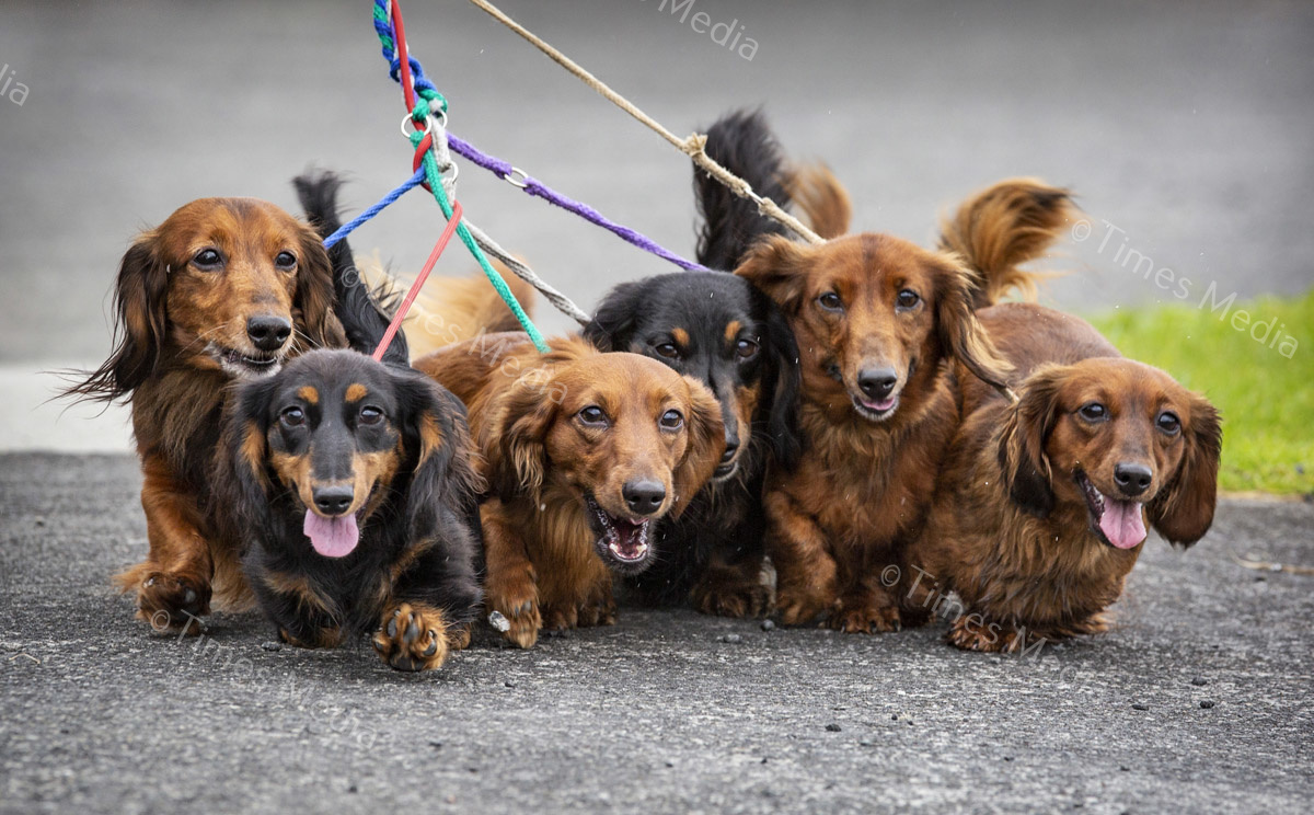 # Covid 19 # Delta # Lockdown #Howick #dachshund
