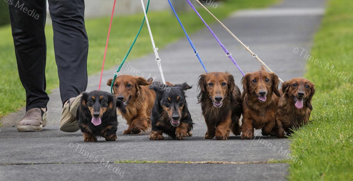 # Covid 19 # Delta # Lockdown #Howick #dachshund