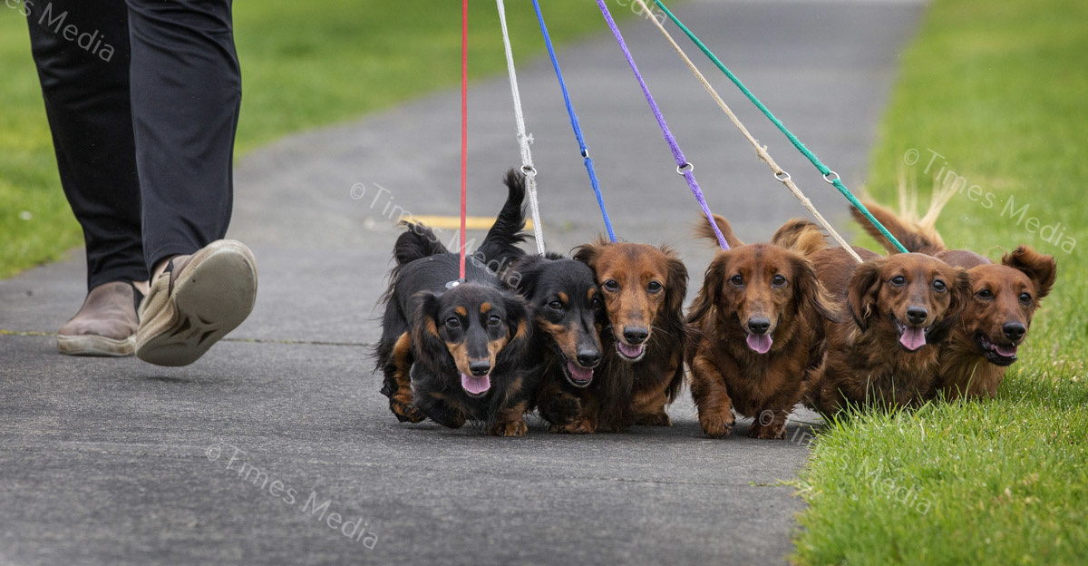 # Covid 19 # Delta # Lockdown #Howick #dachshund