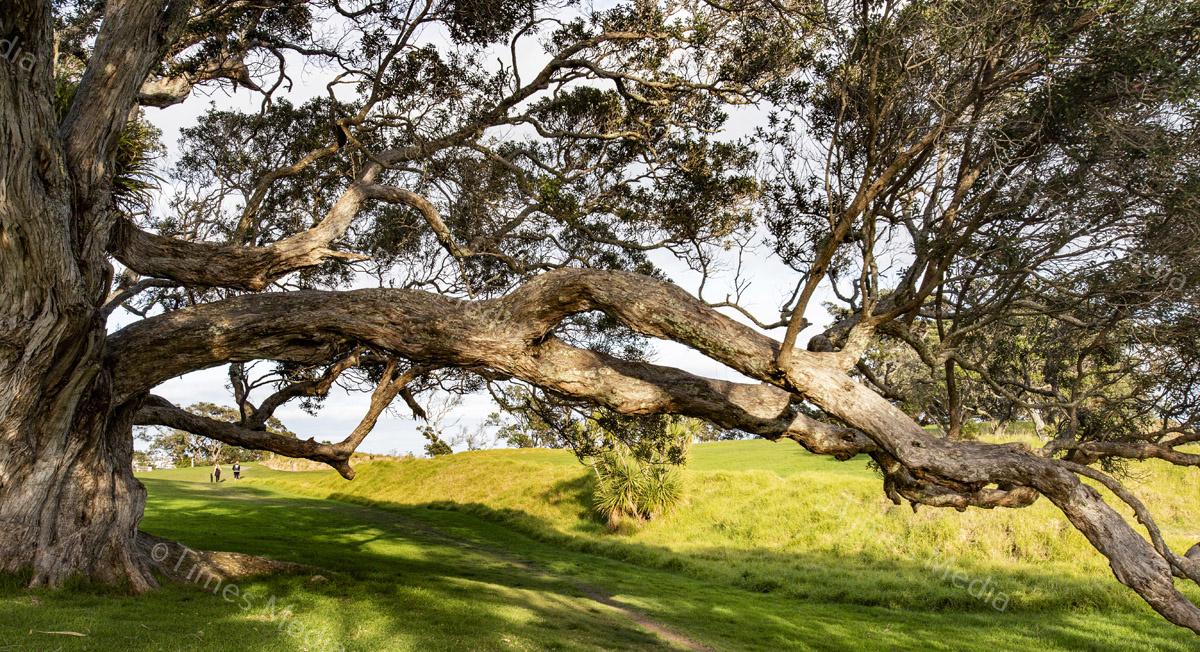 # Covid 19 # Delta # Lockdown #Beachlands #Omana #Auckland #