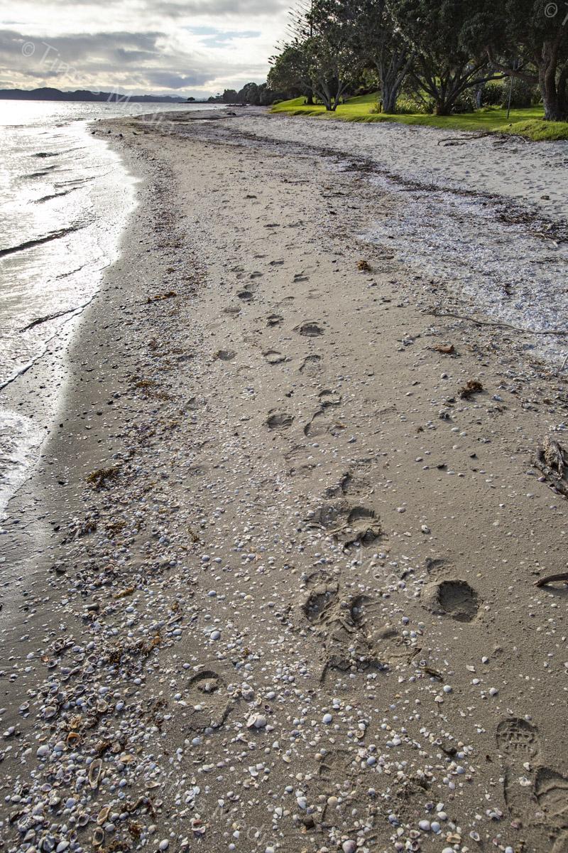 # Covid 19 # Delta # Lockdown #Beachlands #Maraetai #Walkway #Auckland