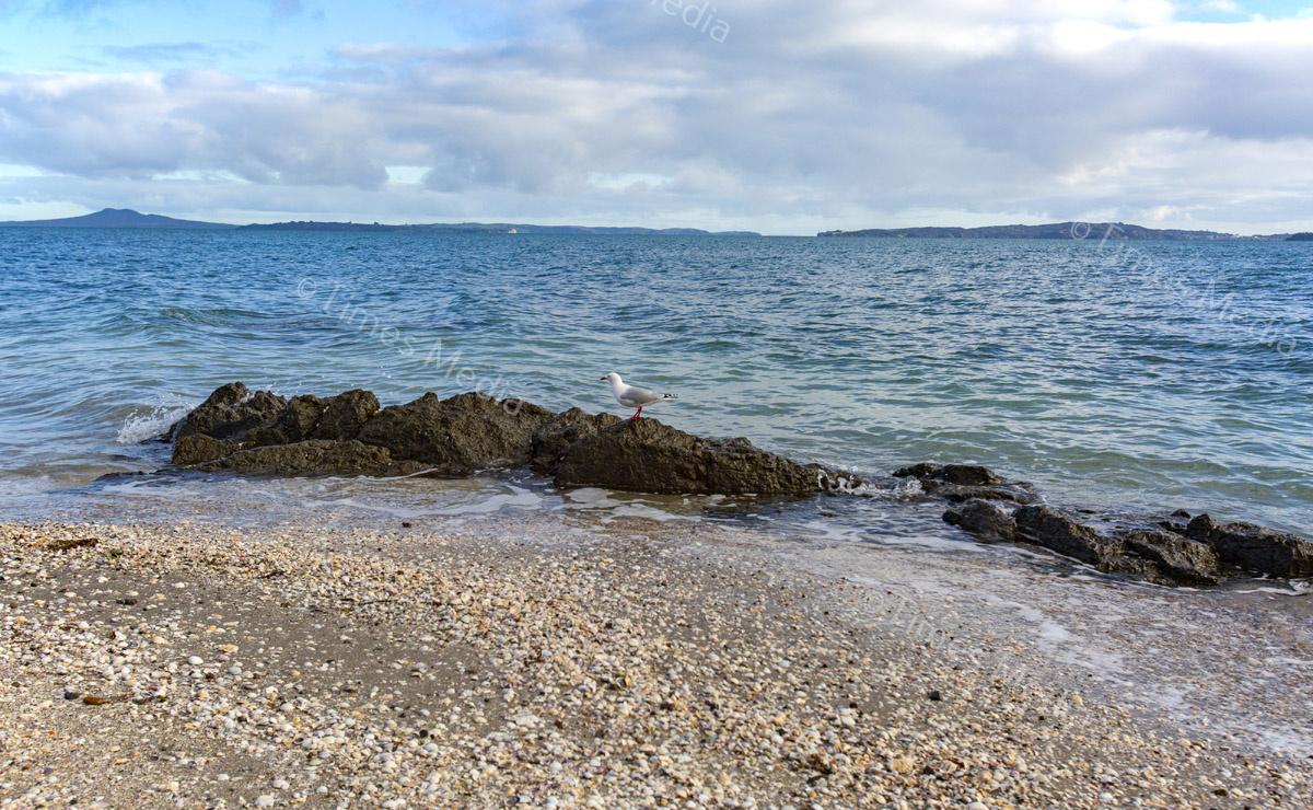 # Covid 19 # Delta # Lockdown #Beachlands #Maraetai #Walkway #Auckland