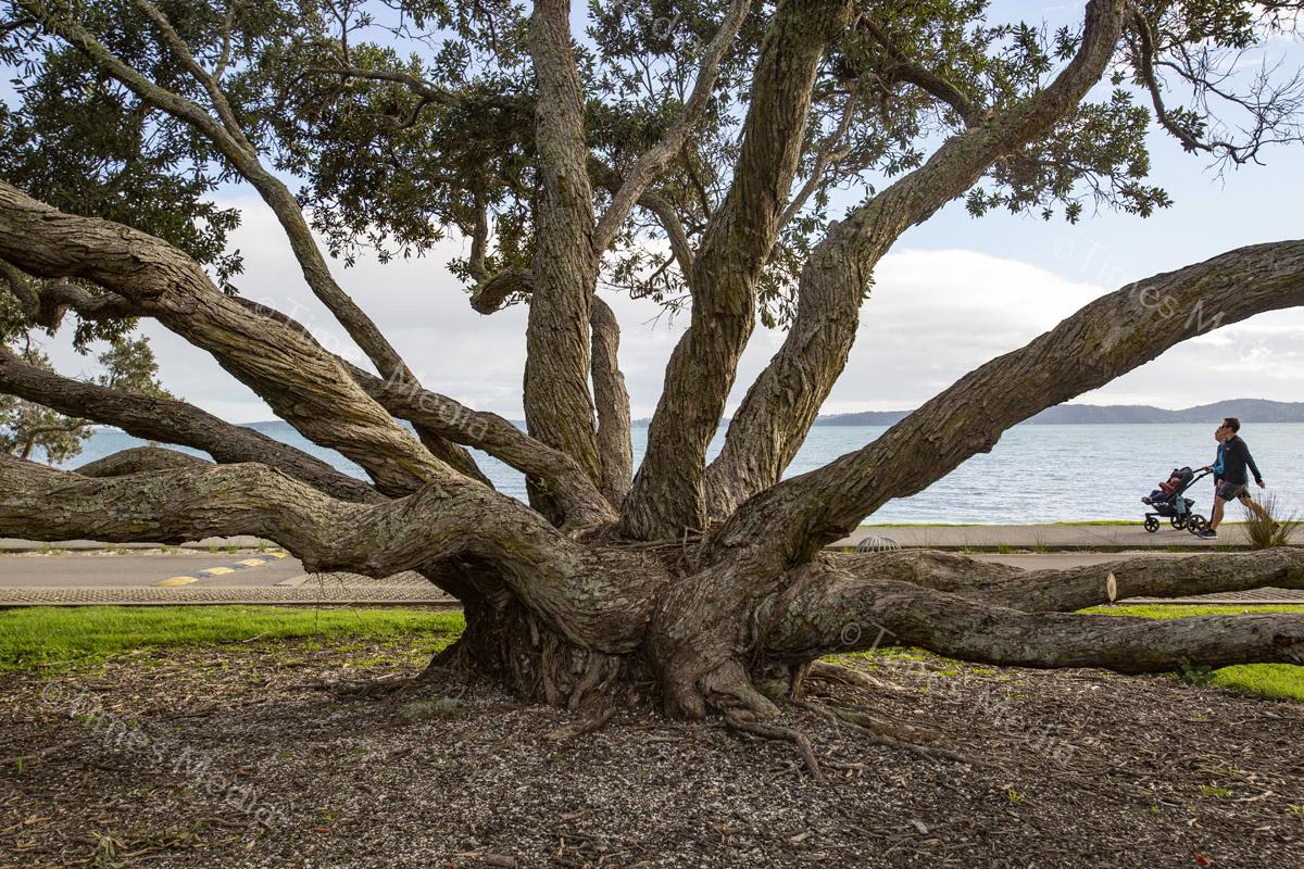 # Covid 19 # Delta # Lockdown #Beachlands #Omana #Walkway #Auckland