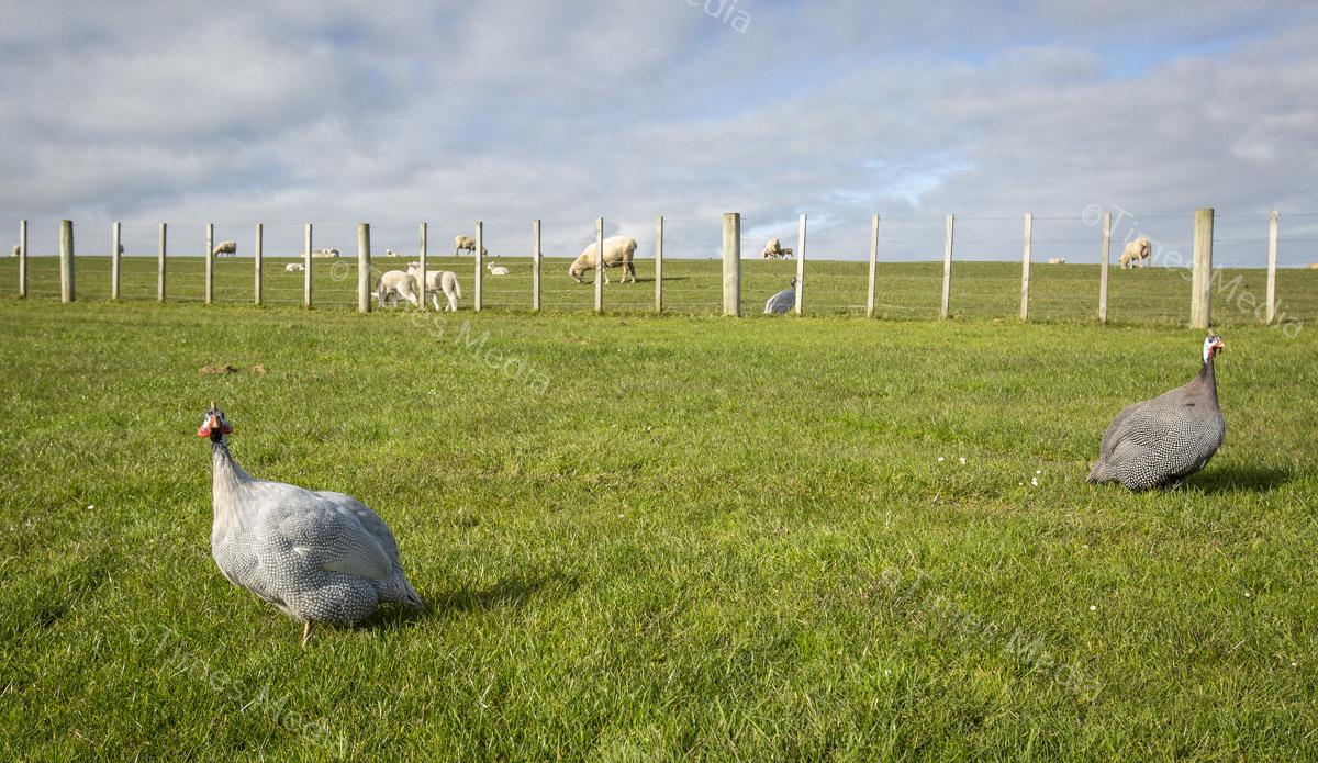 # Covid 19 # Delta # Lockdown #Beachlands #Omana #Auckland #Guinea Fowl