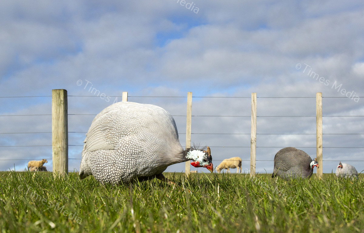 # Covid 19 # Delta # Lockdown #Beachlands #Omana #Auckland #Guinea Fowl