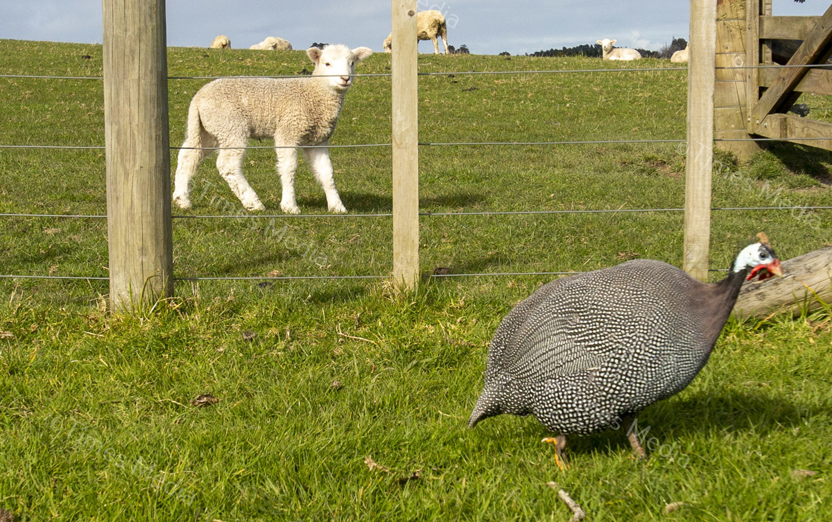 # Covid 19 # Delta # Lockdown #Beachlands #Omana #Auckland #Guinea Fowl