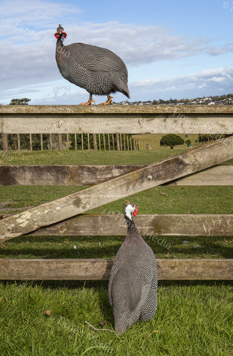 # Covid 19 # Delta # Lockdown #Beachlands #Omana #Auckland #Guinea Fowl