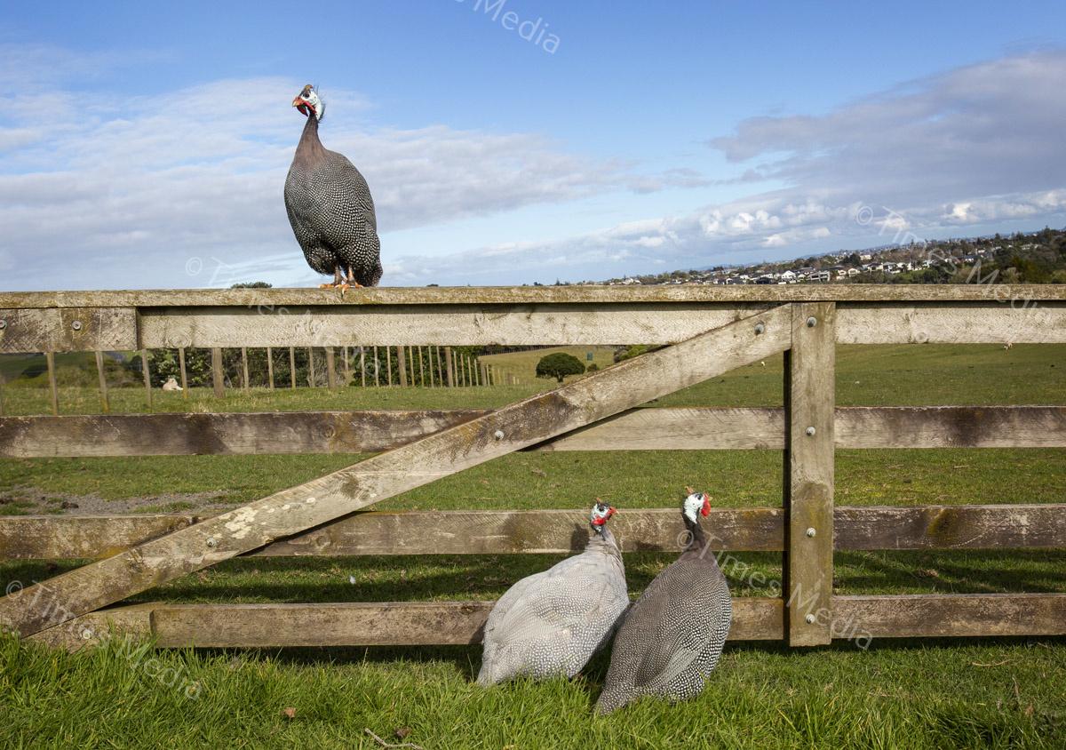 # Covid 19 # Delta # Lockdown #Beachlands #Omana #Auckland #Guinea Fowl