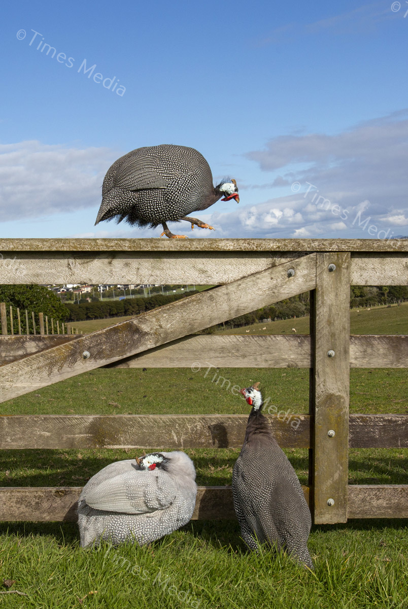 # Covid 19 # Delta # Lockdown #Beachlands #Omana #Auckland #Guinea Fowl