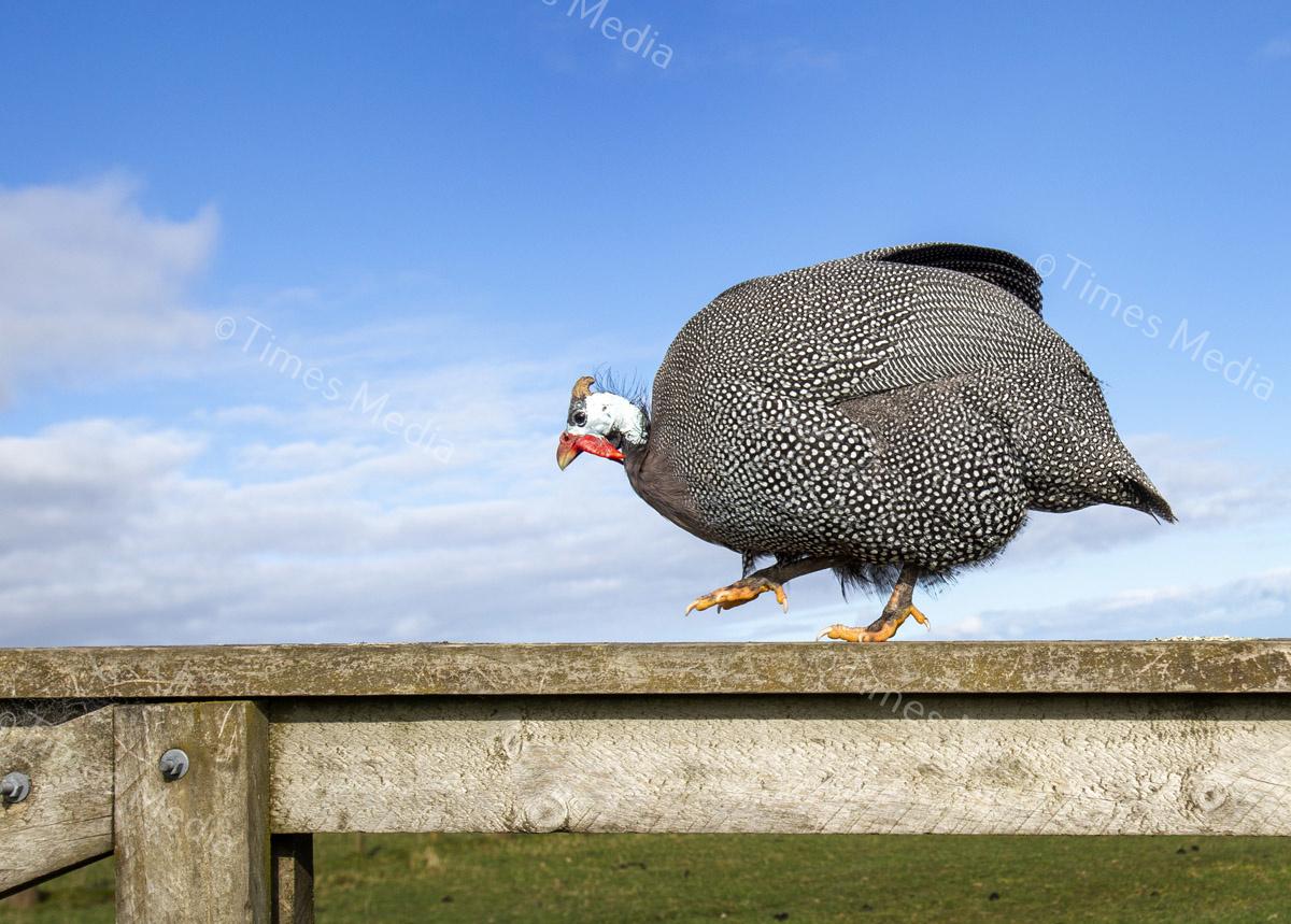 # Covid 19 # Delta # Lockdown #Beachlands #Omana #Auckland #Guinea Fowl