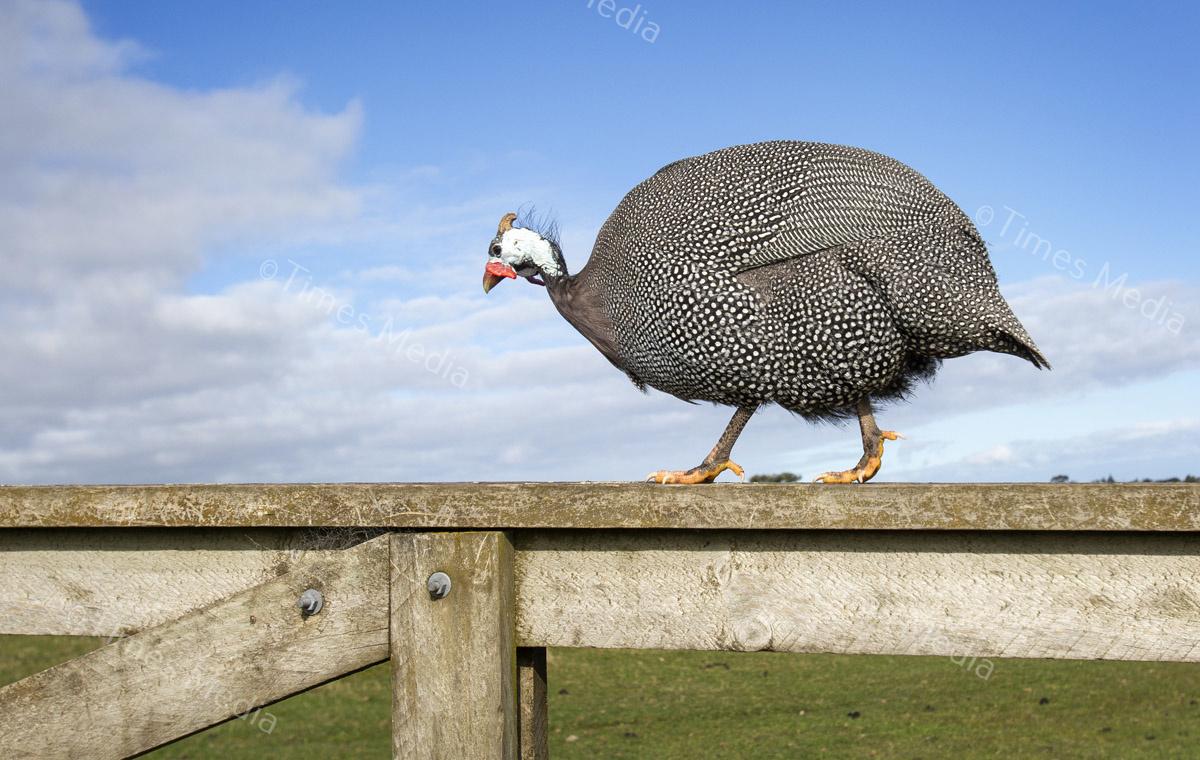 # Covid 19 # Delta # Lockdown #Beachlands #Omana #Auckland #Guinea Fowl