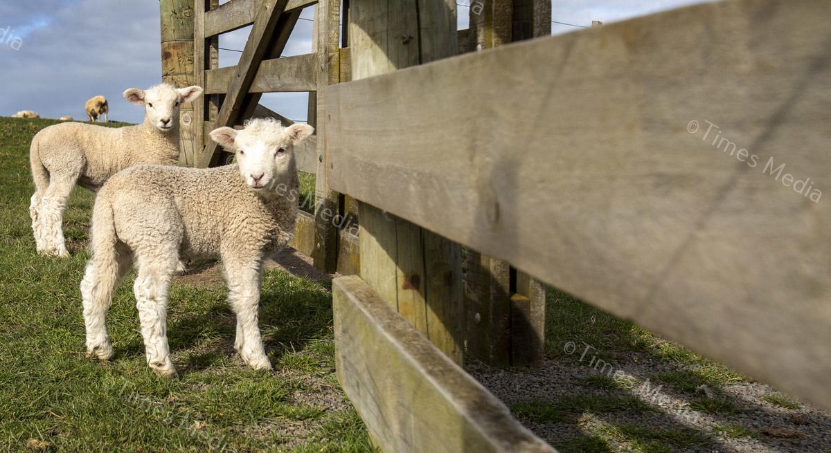 # Covid 19 # Delta # Lockdown #Beachlands #Omana #Auckland #Guinea Fowl