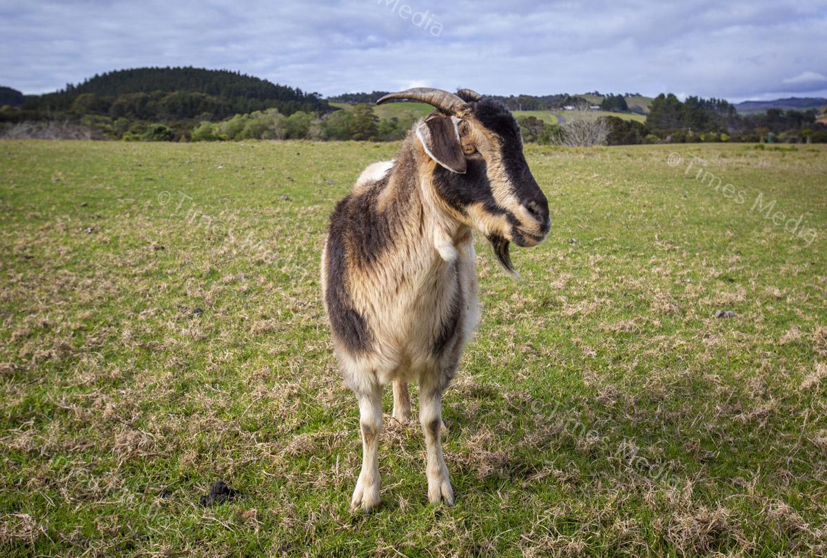 # Covid 19 # Delta # Lockdown #Beachlands #Omana