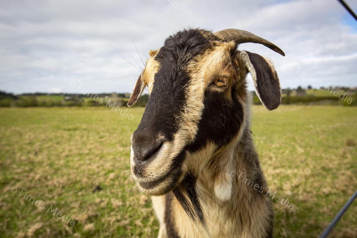 # Covid 19 # Delta # Lockdown #Beachlands #Omana #goat