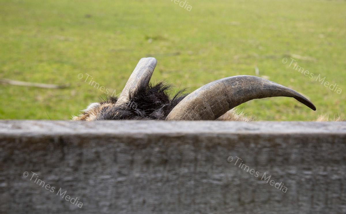 # Covid 19 # Delta # Lockdown #Beachlands #Omana