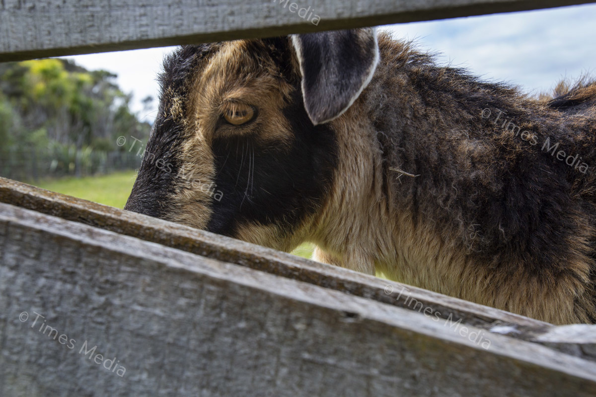 # Covid 19 # Delta # Lockdown #Beachlands #Omana #goat