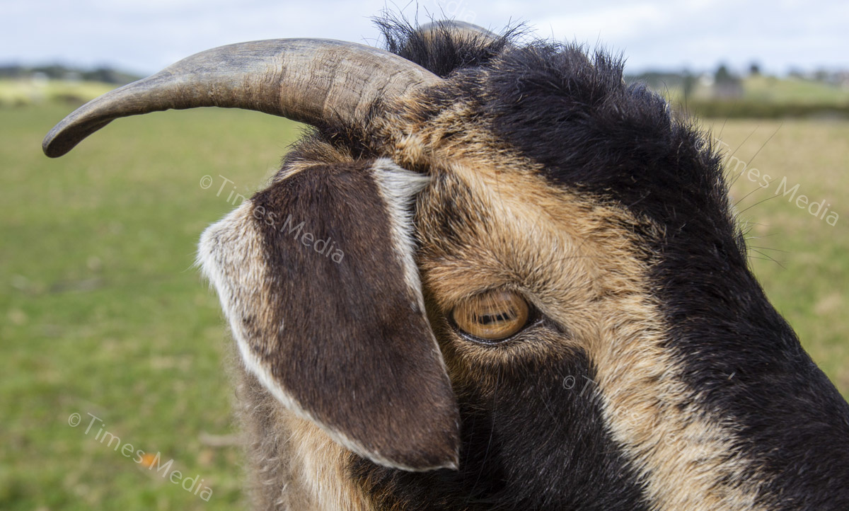 # Covid 19 # Delta # Lockdown #Beachlands #Omana