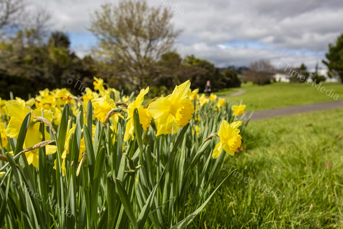 # Covid 19 # Delta # Lockdown #Botany #Daffodils