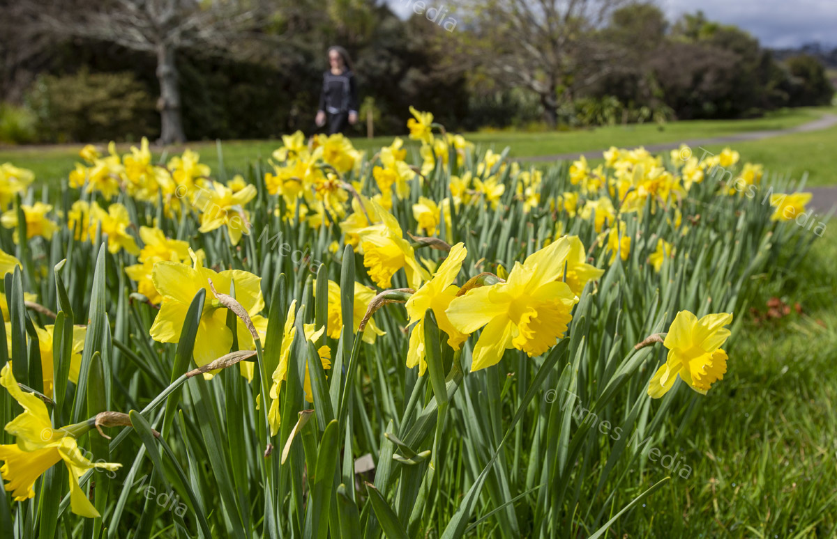 # Covid 19 # Delta # Lockdown #Botany #Daffodils