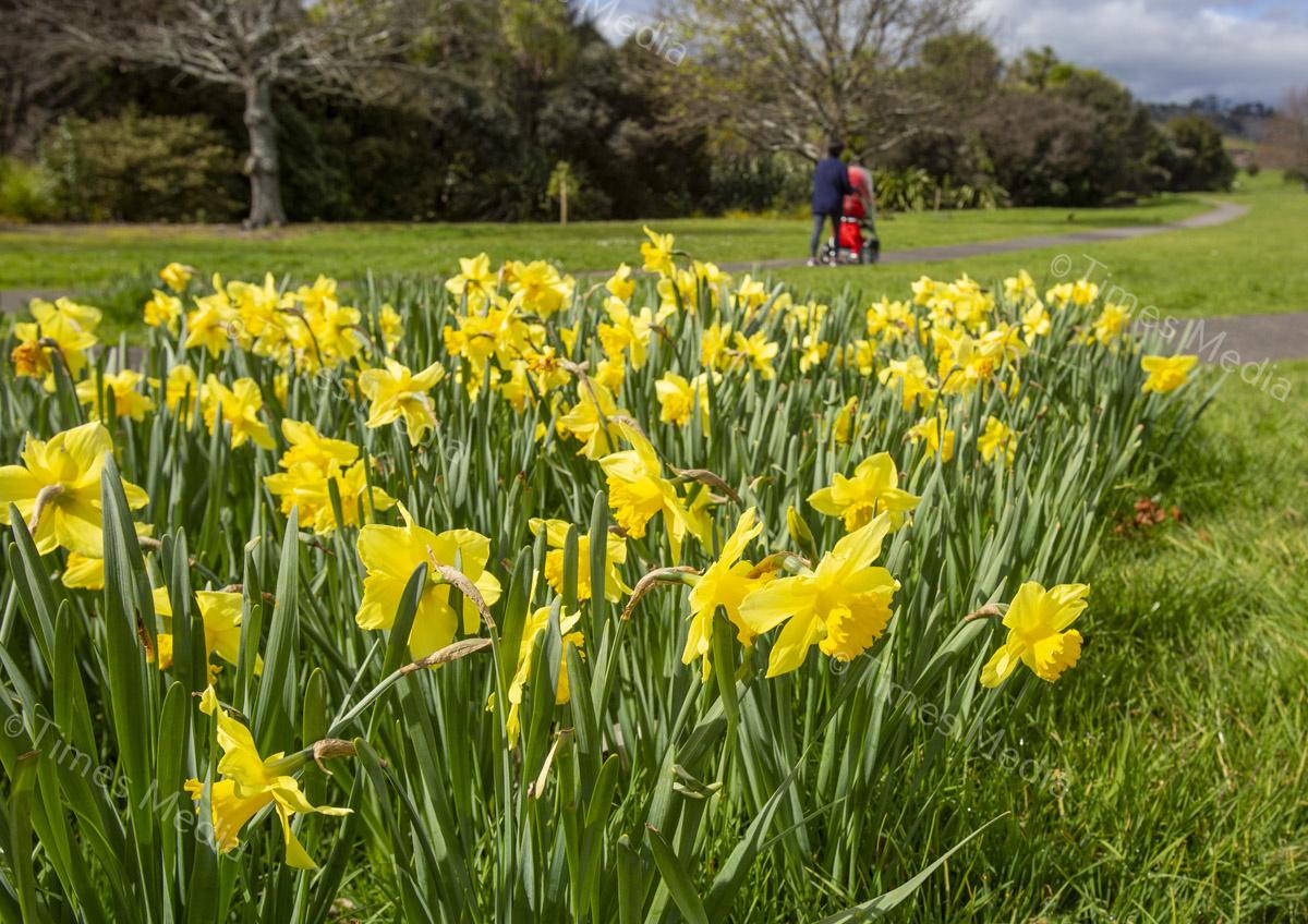 # Covid 19 # Delta # Lockdown #Botany #Daffodils