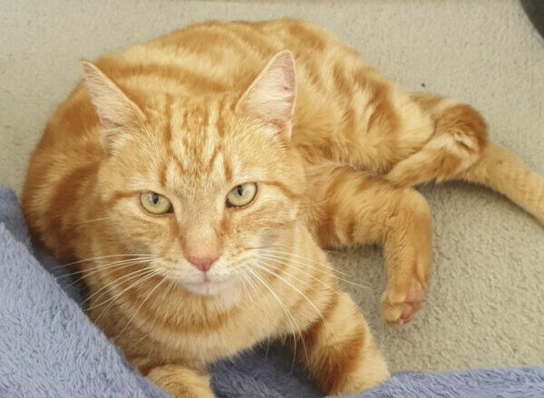 Missing cat found after 3 years